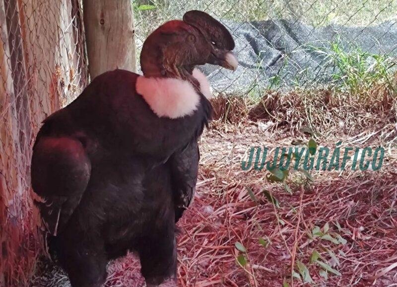 Rescate urgente de un cóndor en estado crítico en un viaje extraordinario a Buenos Aires desde Jujuy 5 Rescate urgente de un cóndor en estado crítico en un viaje extraordinario a Buenos Aires desde Jujuy 5